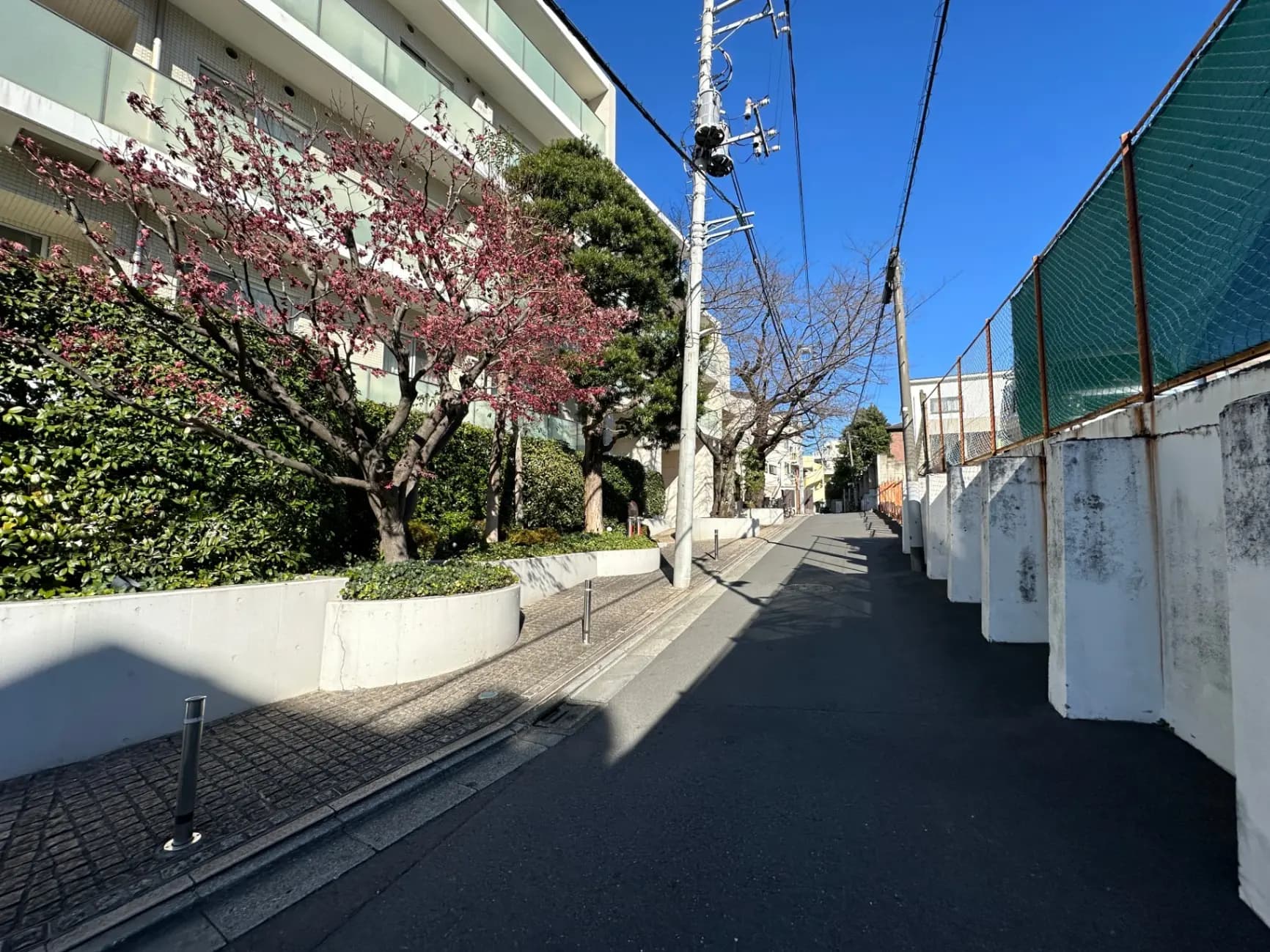 晴れた日の日本の住宅街、桜が咲き始める季節、青空と街路樹