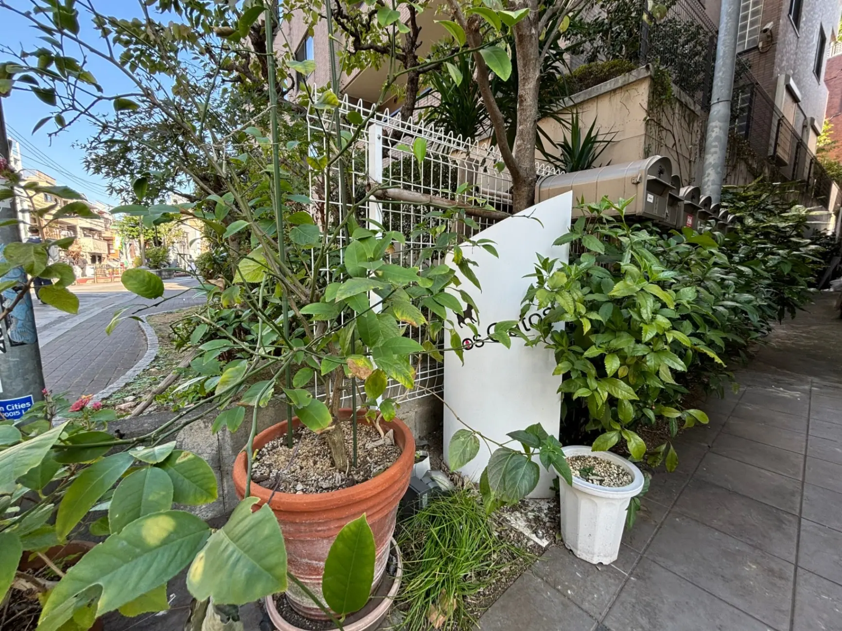 市街地の歩道で観葉植物が並ぶ植木鉢、昼間の都市緑化
