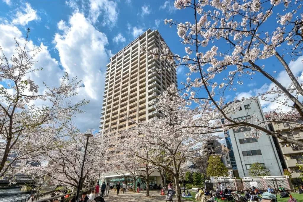 桜の木が咲き誇る公園と高層ビル、青空と白い雲が広がる穏やかな春の日の風景